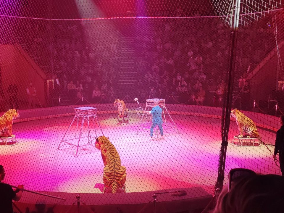 Тигры на арене цирка